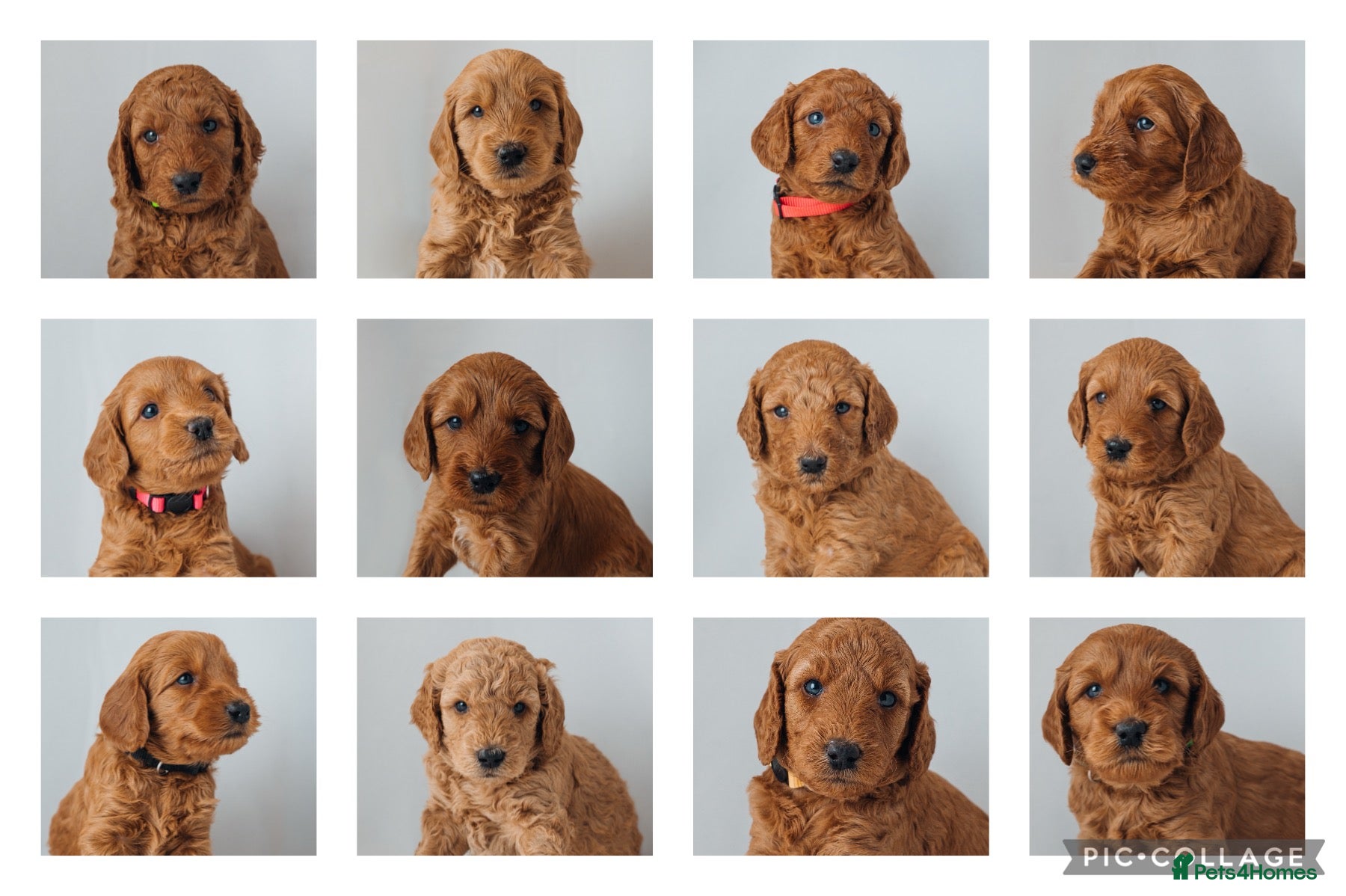 Labradoodle dogs F2B Labradoodle Puppies – Red & Apricot - Advert 2