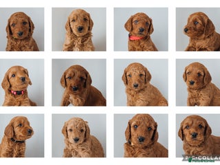 Labradoodle dogs F2B Labradoodle Puppies – Red & Apricot - Advert 2