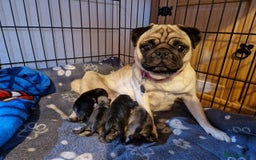 Pug dogs for sale: 8 week old microchip Pug Puppies  - Image 3