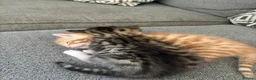 Mixed Breed cats for sale: Beautiful playful kittens  in Huntingdon - Advert 8