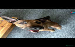 Mixed Breed dogs for sale: Diesel!! Urgent  - Image 1