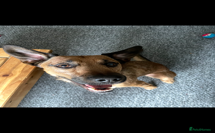 Mixed Breed dogs - Advert 15