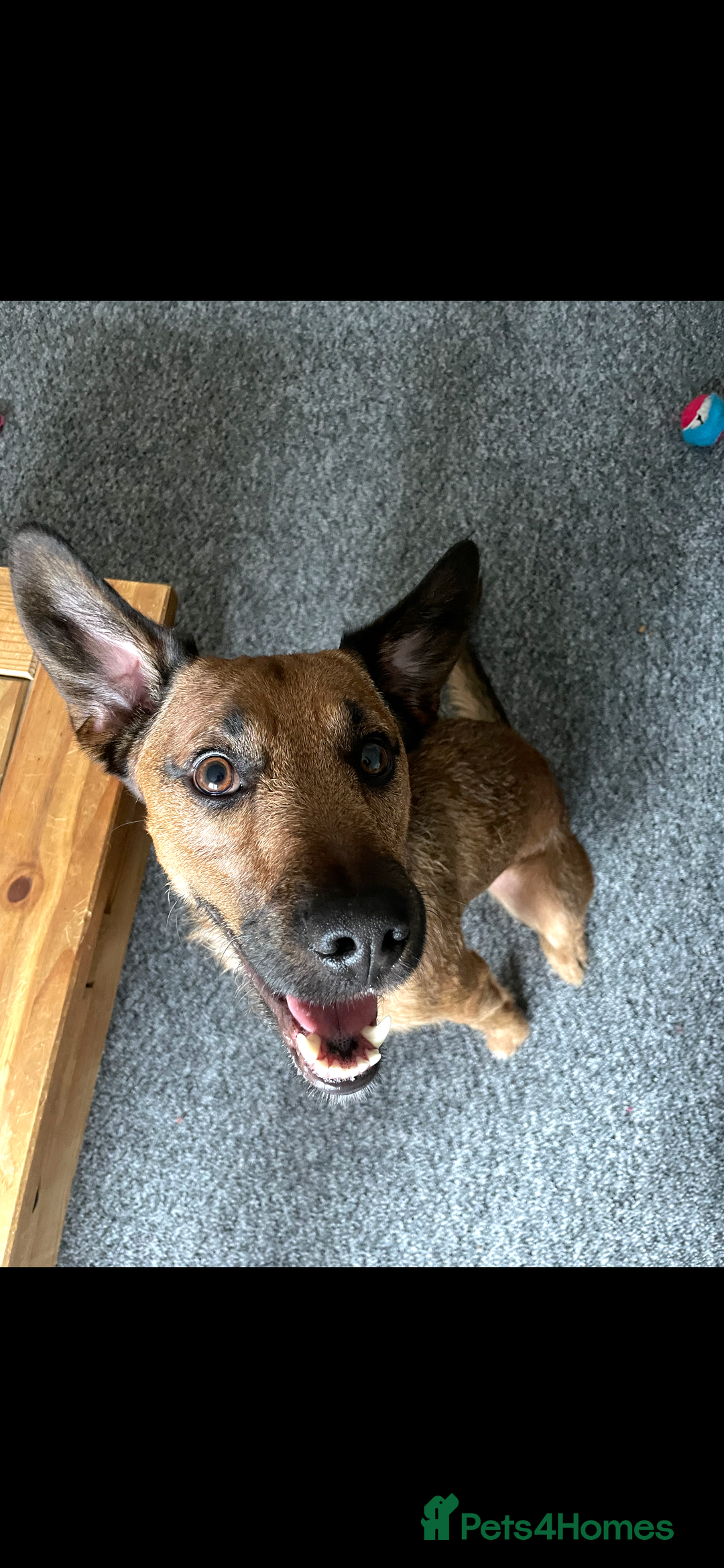 Mixed Breed dogs for sale: Diesel!! Urgent  - Image 1