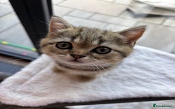 British Shorthair cats for sale: 💎Rare Silver & Spotted BSH Kittens ns 12 & n 24🐾 - Image 11