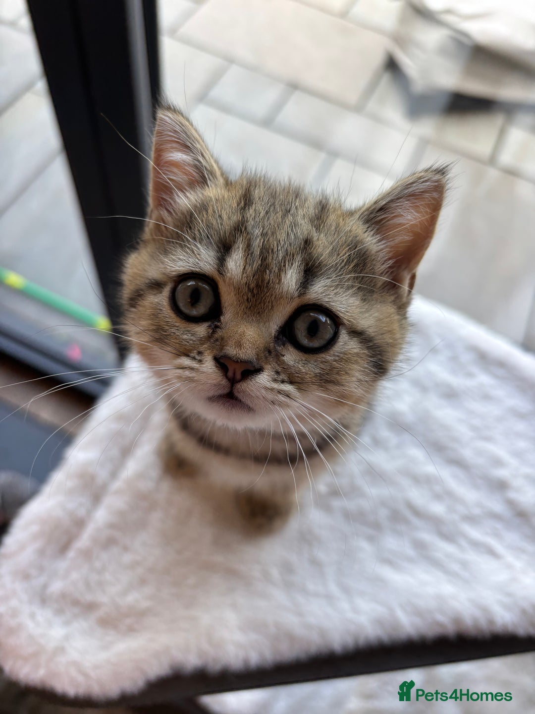 British Shorthair cats for sale: 💎Rare Silver & Spotted BSH Kittens ns 12 & n 24🐾 - Image 11