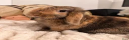 Mini Lop rabbits for sale: 2 mini lop bunnies for sale  - Advert 1