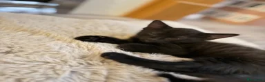 Domestic Shorthair Male