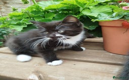 British Shorthair cats for sale: Beautiful kittens  - Image 2