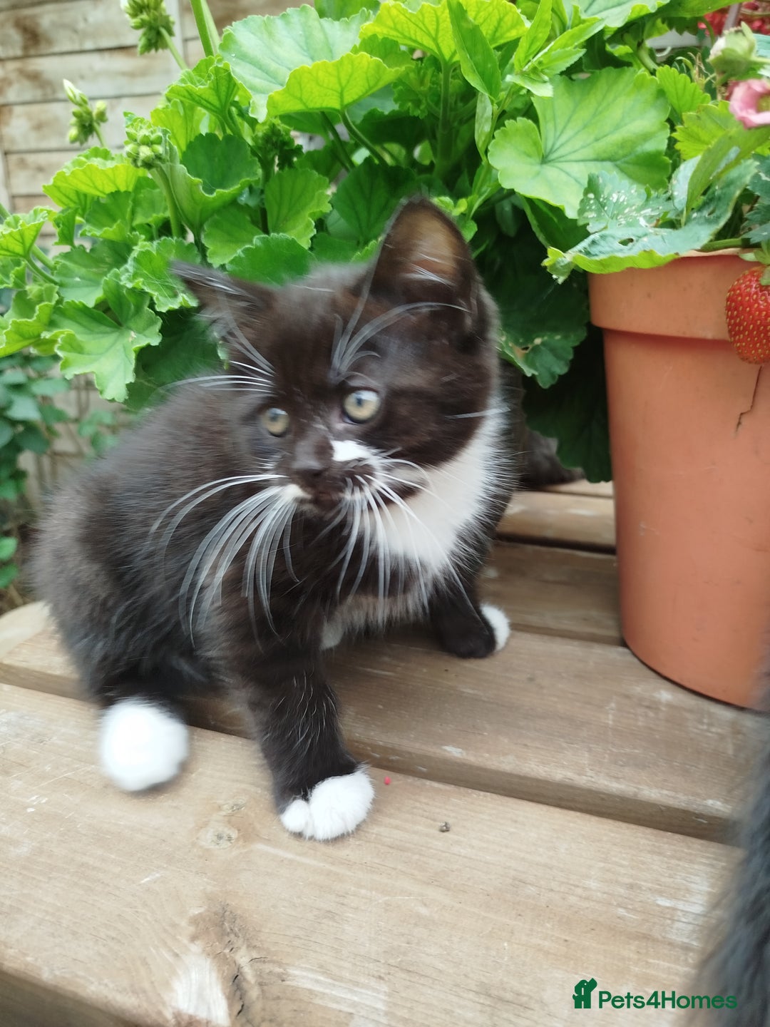 British Shorthair cats for sale: Beautiful kittens  - Image 2