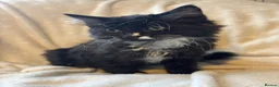 Ragcoon cats for sale: Only 2 beautiful boy Ragcoon's left  - Advert 16