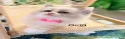 Ragdoll cats for sale: Stunning  European bloodline Ragdoll kittens  - Advert 14