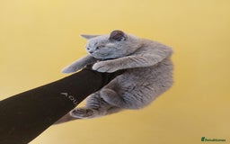 British Shorthair cats for sale: OUTSTANDING🏆PEDIGREE🎖CH SIRED in Dudley - Image 9