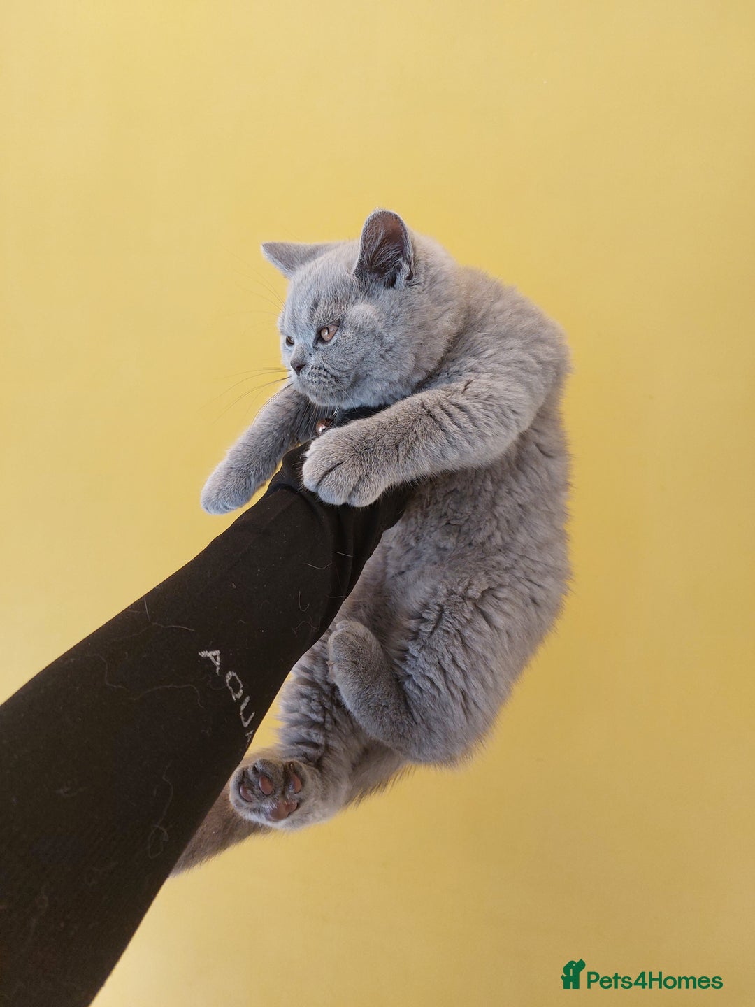 British Shorthair cats for sale: OUTSTANDING🏆PEDIGREE🎖CH SIRED in Dudley - Image 9