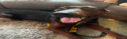 Chinese Red Dog dogs for sale: Chinese red dog  - Advert 3