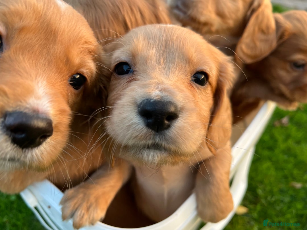 Cocker Spaniel dogs for sale: Working Cocker Spaniel Pups  - Advert 11