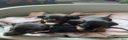 Miniature Dachshund dogs for sale: My family dogs have had a litter of 5  - Advert 3