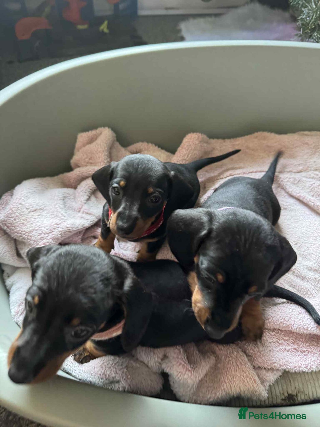 Miniature Dachshund dogs for sale: My family dogs have had a litter of 5  - Advert 3