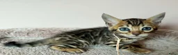 Bengal cats for sale: 👑 BENGAL KITTENS FOR SALE 👑 - Advert 5