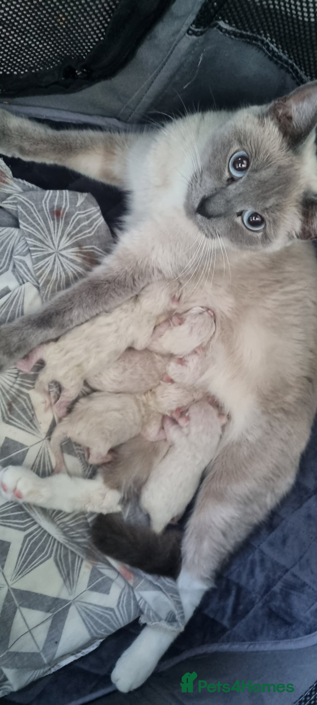 Ragdoll cats for sale: Ragdoll kittens - Image 12
