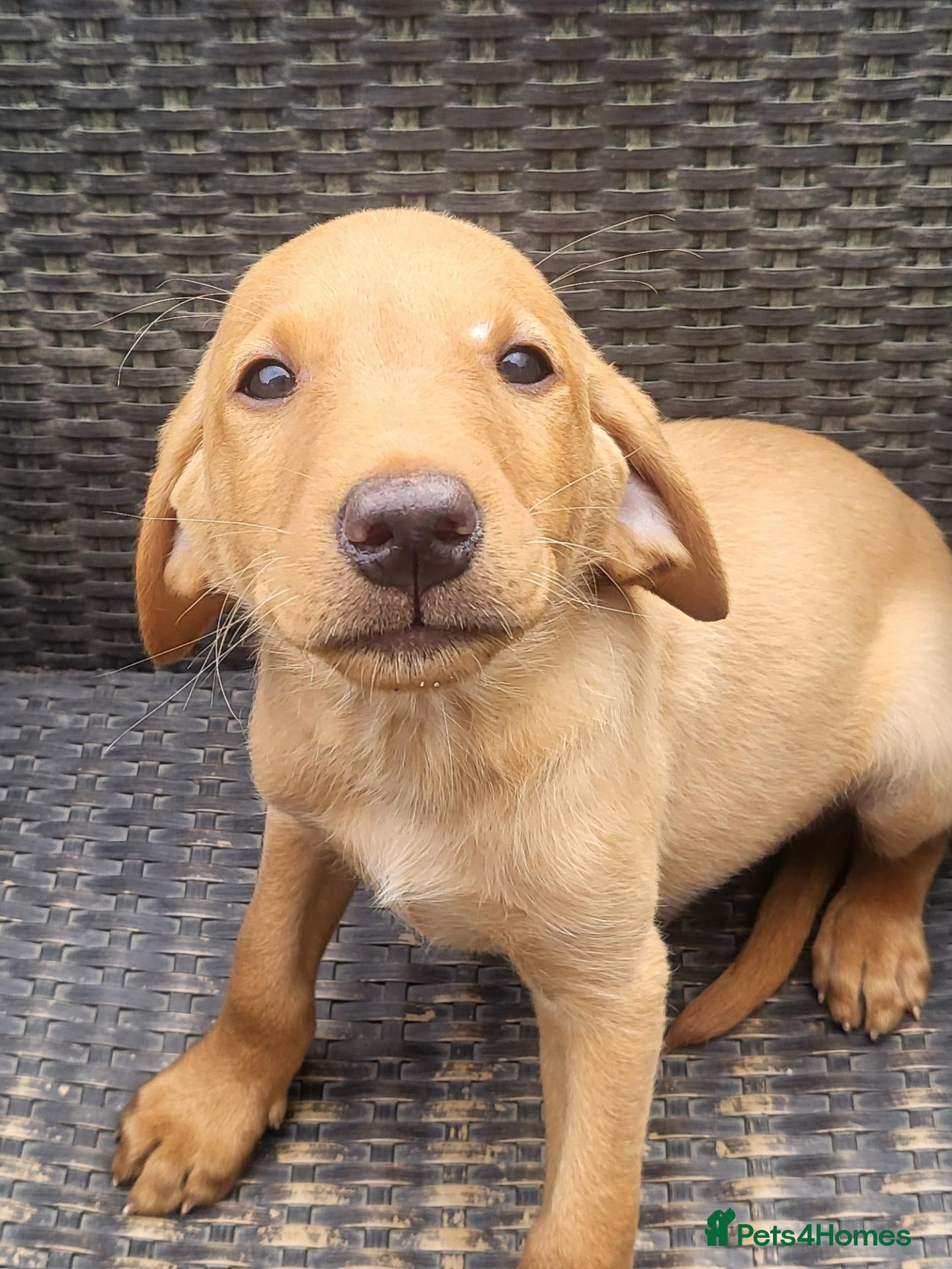 Labrador Retriever dogs Fox Red Labradors - Ready to go NOW KC Reg.  - Advert 2