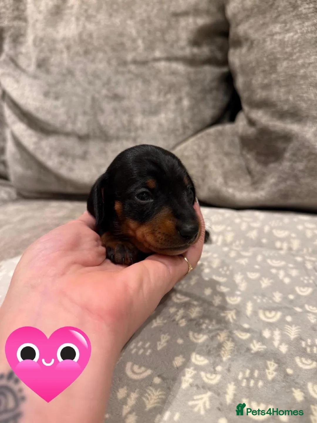 Miniature Dachshund dogs for sale: REDUCED Venus Rocket and Comet piebald dachshunds  - Advert 5