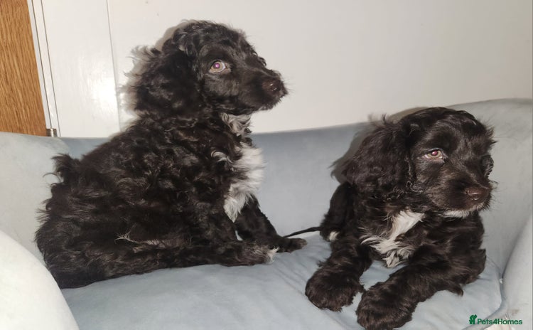 Cockapoo dogs - Advert 4