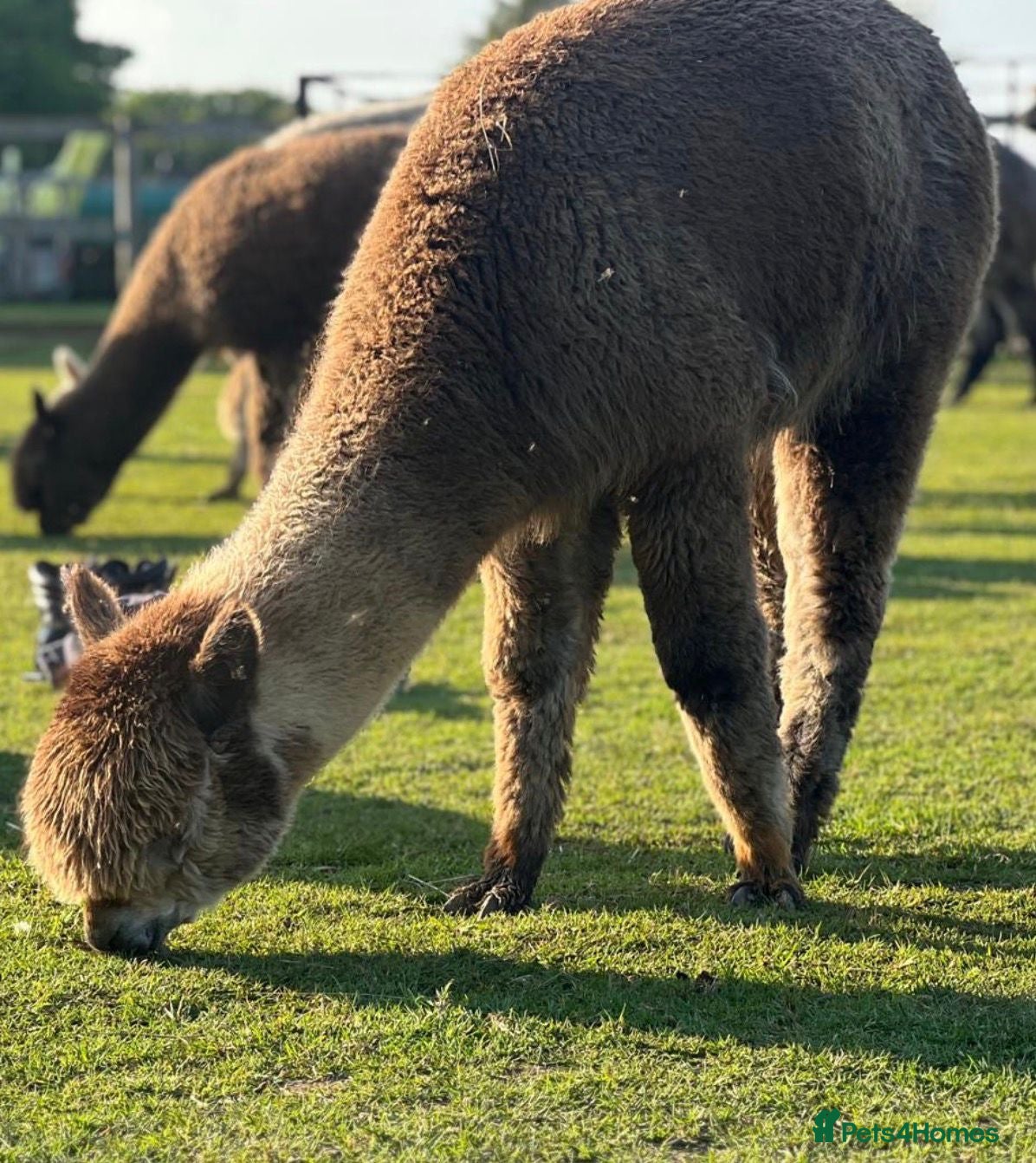 Alpaca livestock Registered Breeding Female Coloured Alpacas  - Advert 2