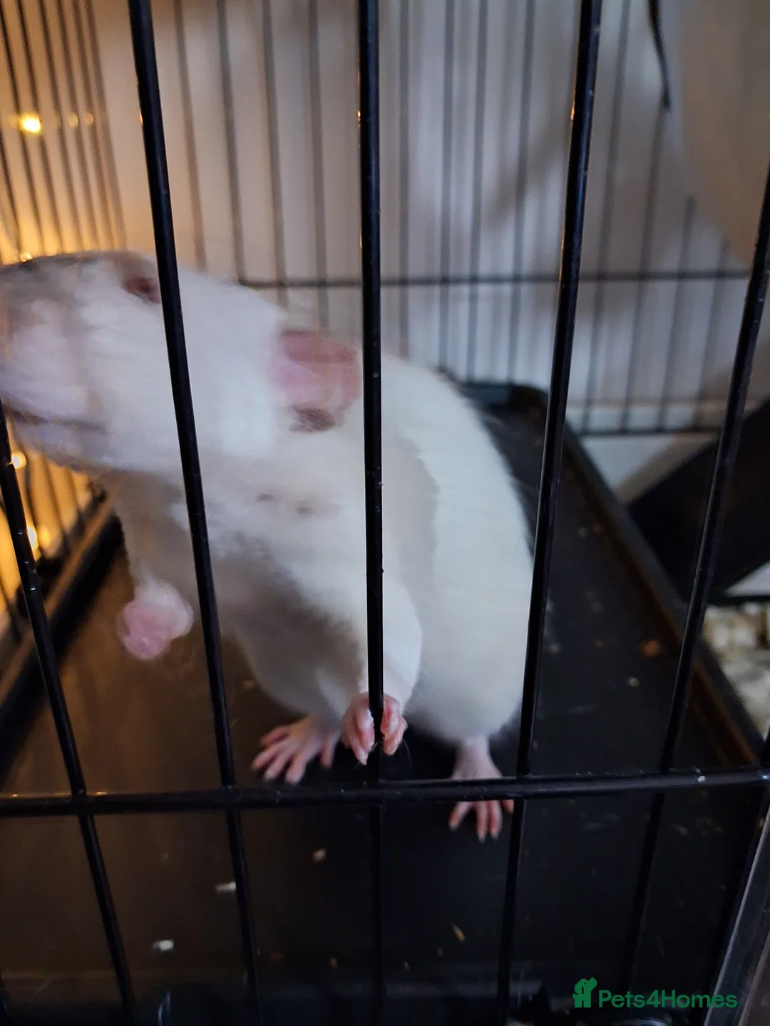 Rat rodents for sale: 1 x siamese male rat 6 months old - Advert 2