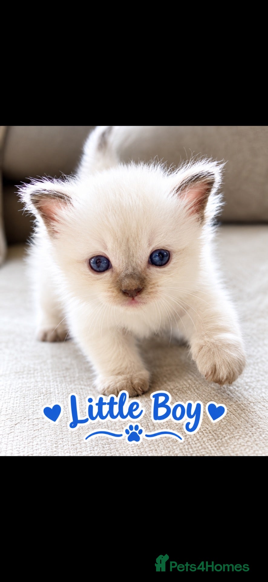 Ragdoll cats ☃️ ADORABLE GCCF BABIES ☃️ - Advert 18