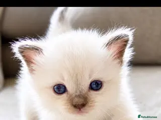 Ragdoll cats ☃️ ADORABLE GCCF BABIES ☃️ - Advert 18