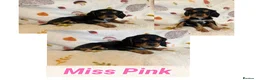 Cockalier dogs for sale: Stunning Cockalier Puppies (5 male, 2 female) - Advert 3