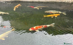 Koi Carp fish for sale: Koi carp - Image 5
