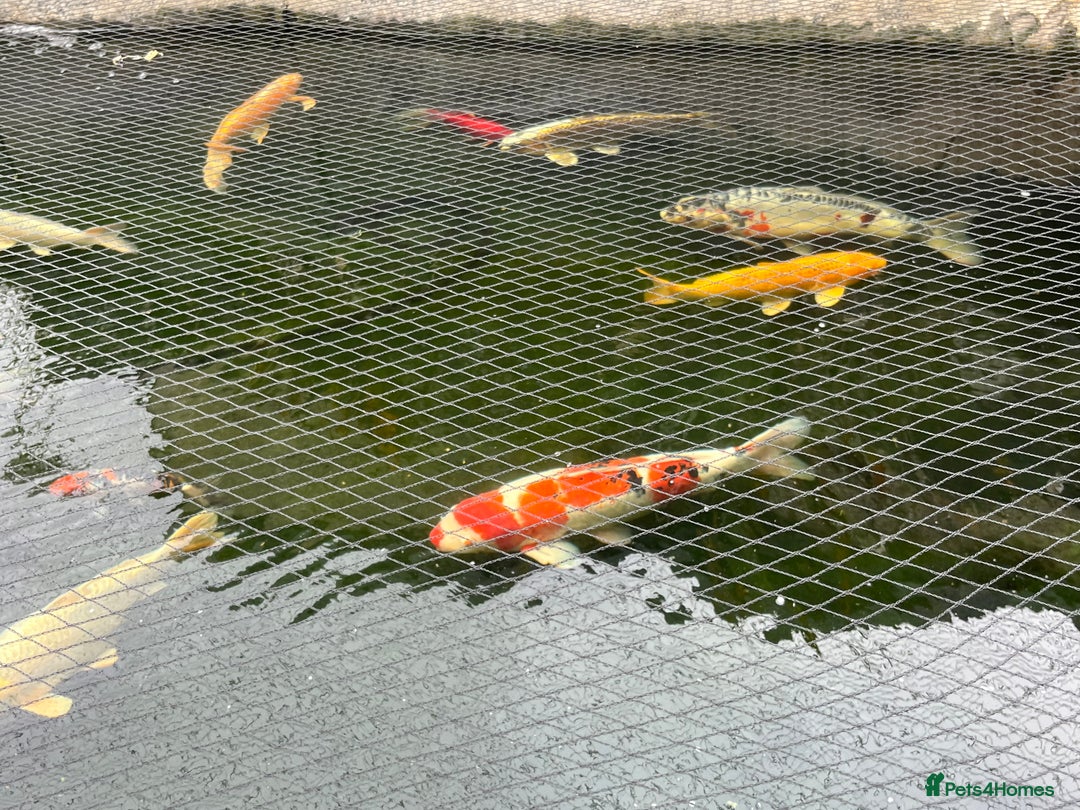 Koi Carp fish for sale: Koi carp - Image 5