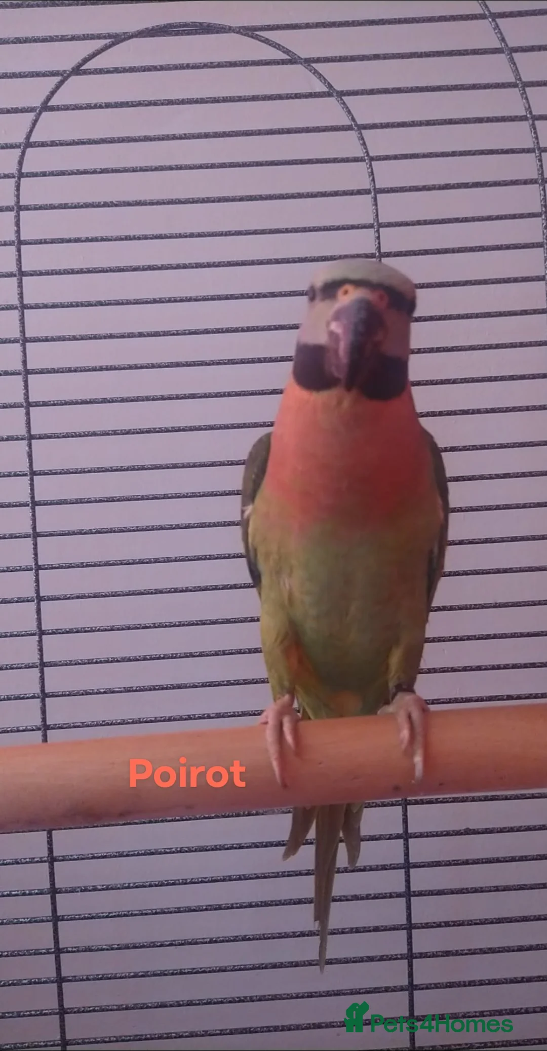 Parakeets birds for sale: Moustache Parakeet  in Carlisle - Advert 2