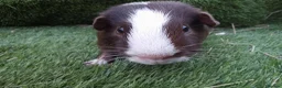 Guinea Pig rodents for sale: Tri guinea pig Boy and other boys  - Advert 3