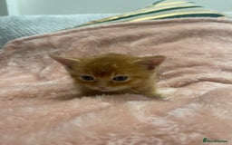 Scottish Fold cats for sale: Scottish fold/straight kittens  - Image 26
