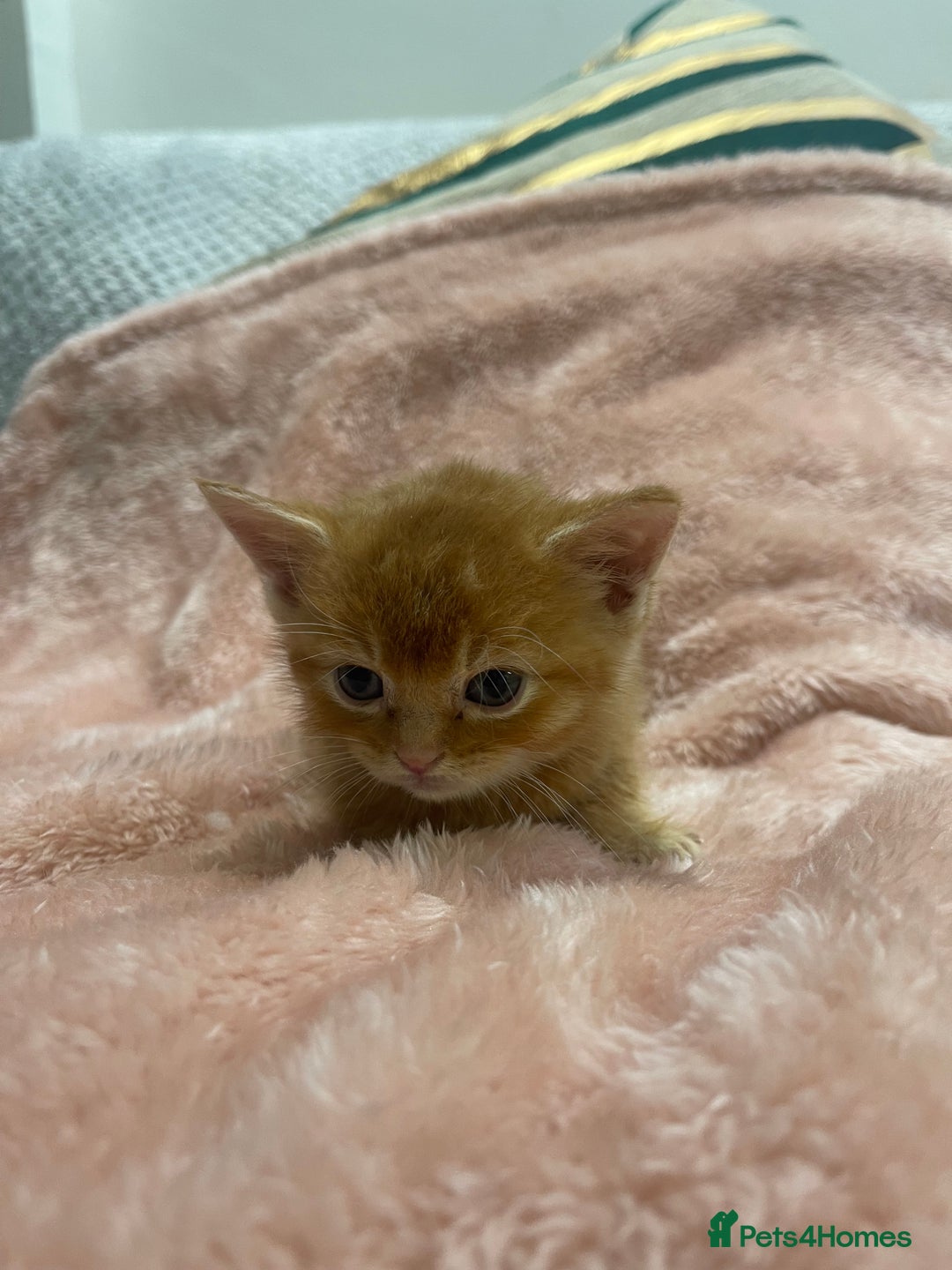 Scottish Fold cats for sale: Scottish fold/straight kittens  - Image 26