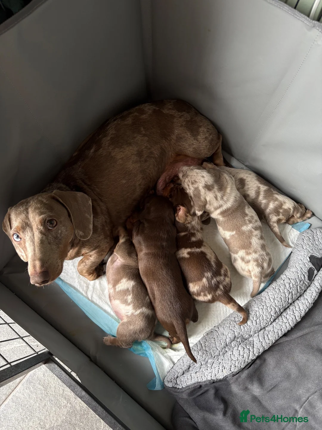 Miniature Dachshund dogs for sale: 2 Male Miniature Dachshunds Left 💙 - Advert 7