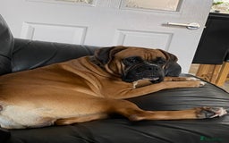 Boxer dogs for sale: 27 Champion bloodline boxers due 14th October  - Image 27
