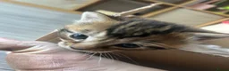 British Longhair cats for sale: Tabby long haired female  in Leeds - Advert 4