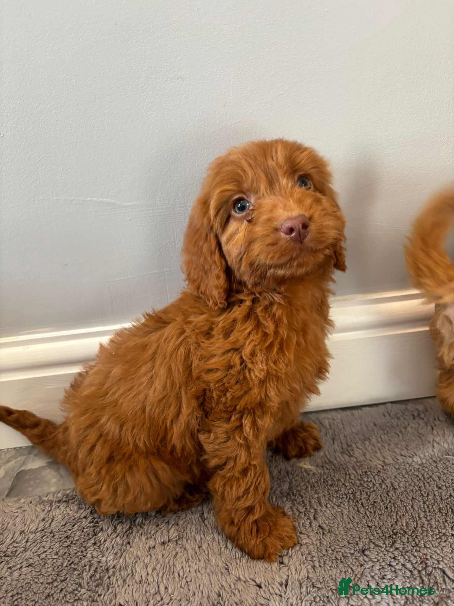 Cockapoo dogs Cockapoo puppies F1 🩷 LAST GIRL 🩷 - Advert 8