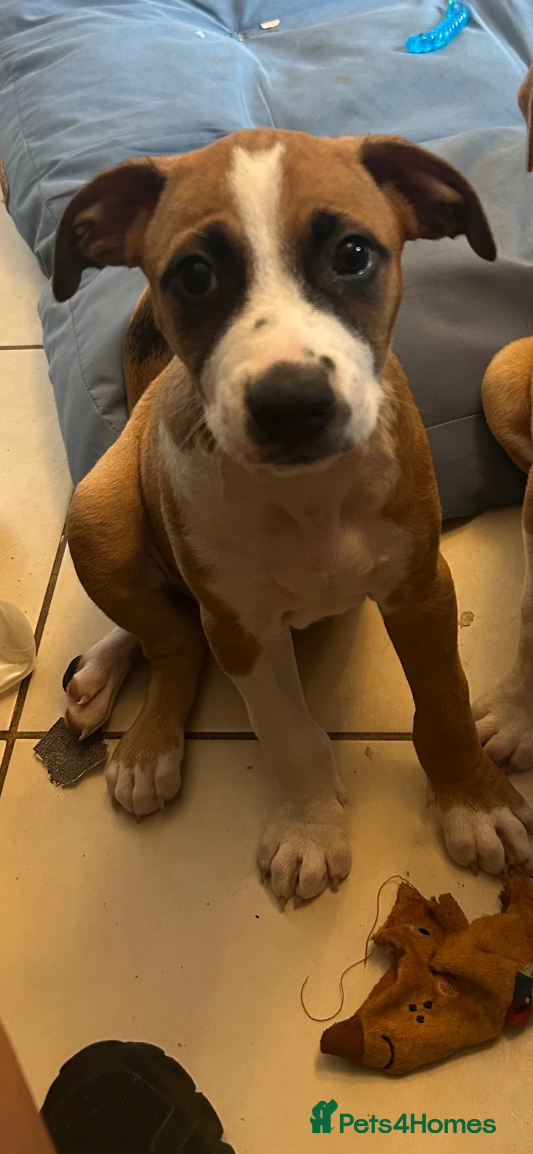 Mixed Breed dogs for sale: 9 weeks old - Advert 1