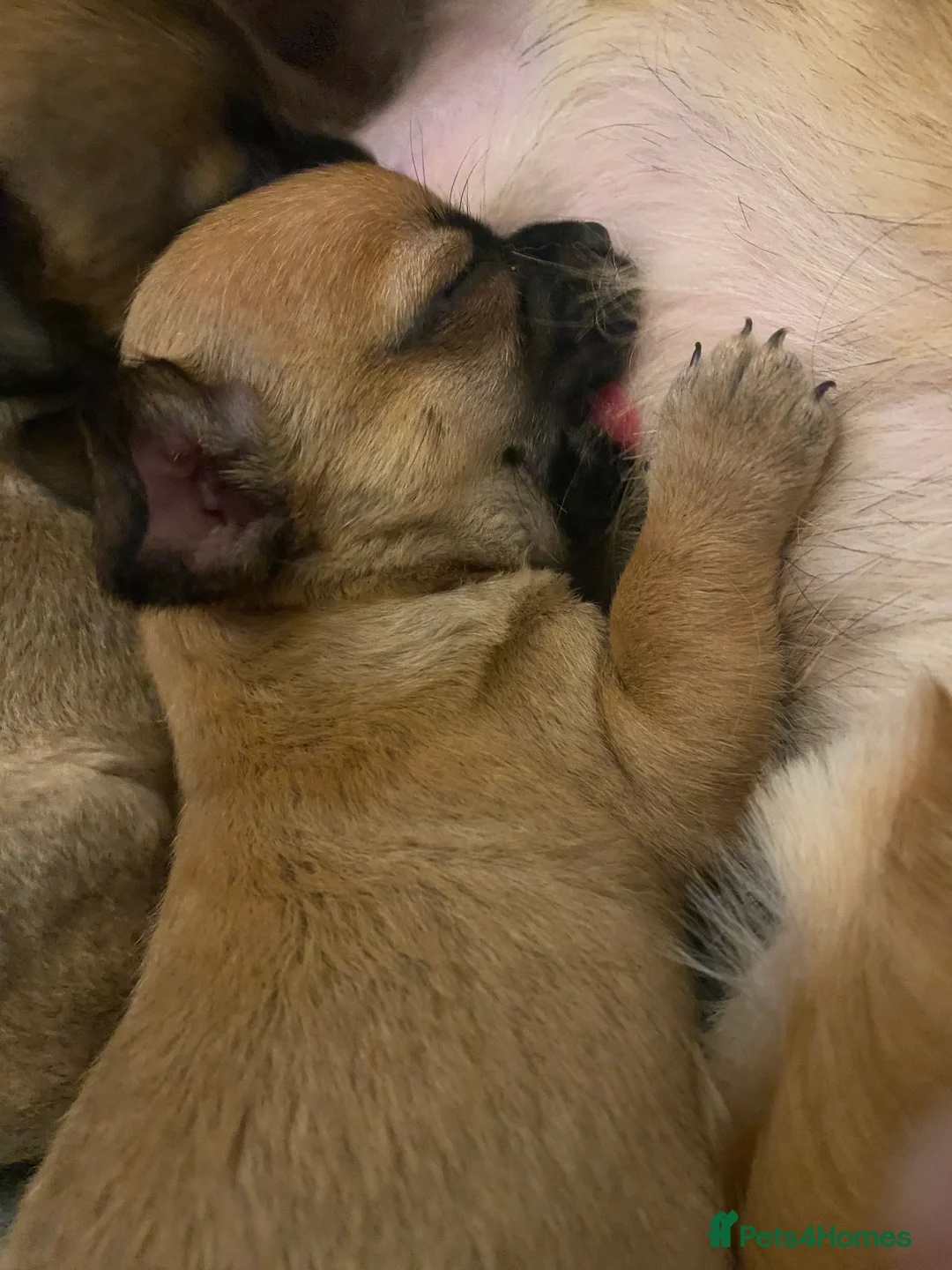 Chihuahua dogs for sale: Boy chihuahua smooth coat  - Advert 15