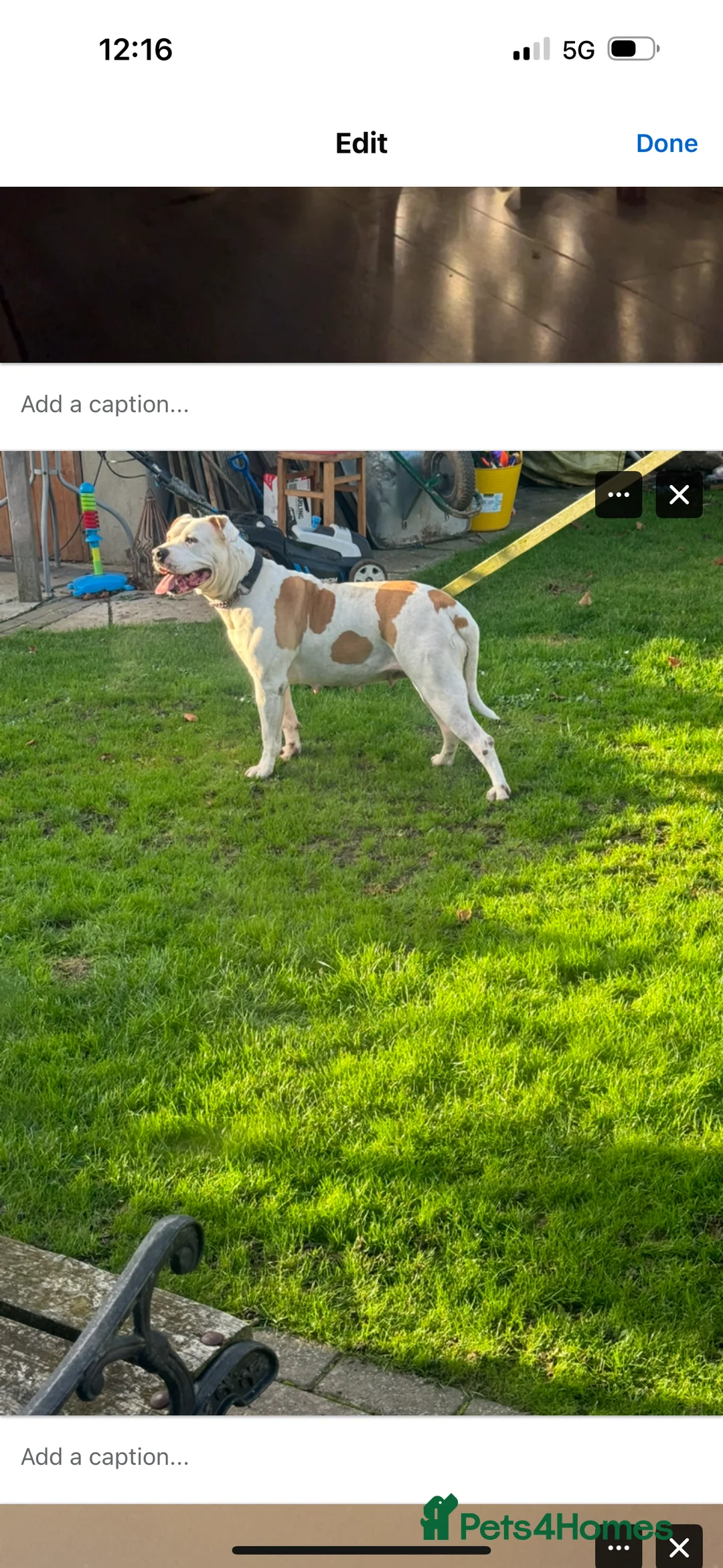 American Bulldog dogs for sale: REHOMING -Lucky  - Advert 1