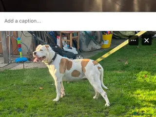 American Bulldog dogs REHOMING -Lucky - Advert 2