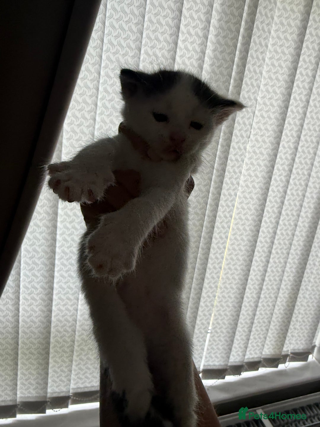 British Shorthair cats for sale: 4 Kittens for sale - Image 19