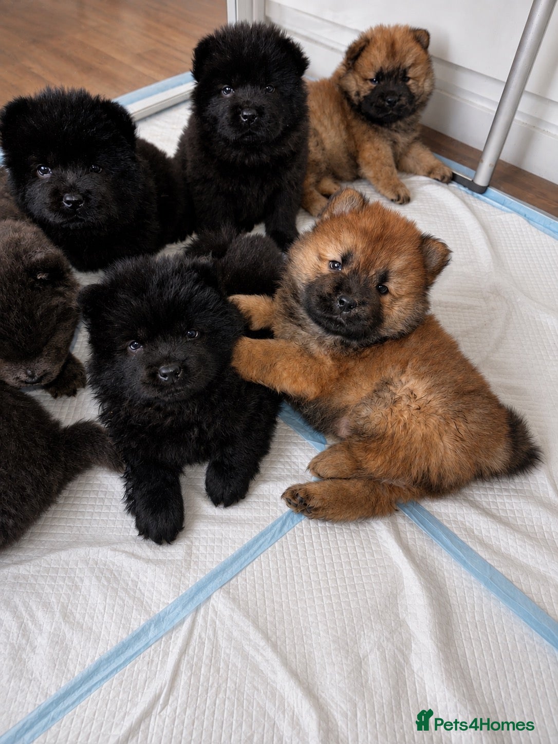 Chow Chow dogs Beautiful Chow Chow puppies  - Advert 2