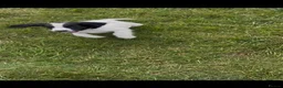 English Springer Spaniel dogs for sale: Exceptionally well bred springer dog pup READY NOW - Advert 6