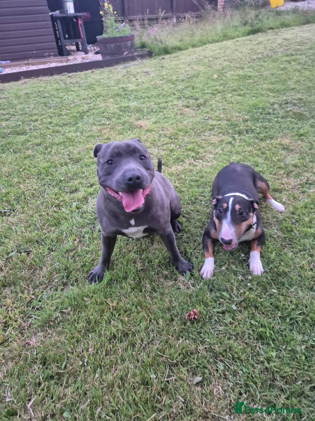 Staffordshire Bull Terrier dogs for stud: Staffordshire Bull Terrier for Stud - Image 8