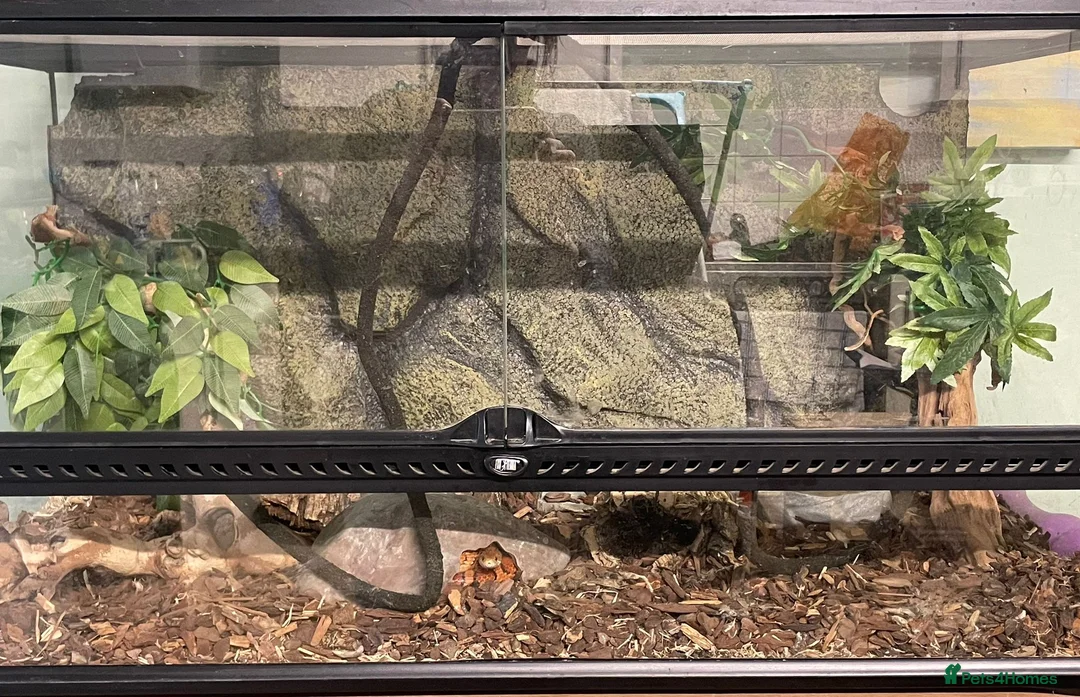 Corn Snake reptiles for sale: Two Corn Snakes & Enclosure in Newbury - Advert 5